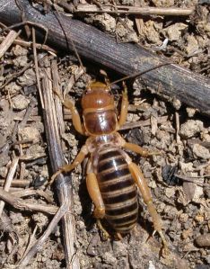 Jerusalem Cricket  "Potato Bug" Butt ugly but harmless. Try not to kill them.  Source: http://en.wikipedia.org/wiki/File:Jerusalemcricket.jpg