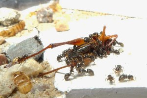 Black Garden Ants eating a grasshopper. Source:http://lasiusniger2009.blogspot.com/2010/06/365-tag.html